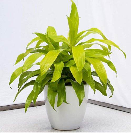 Best Dracena Plant for your garden