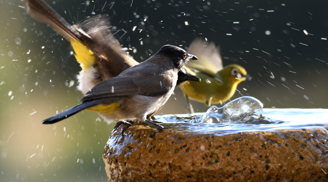 How to Create a DIY Bird Bath for Your Yard