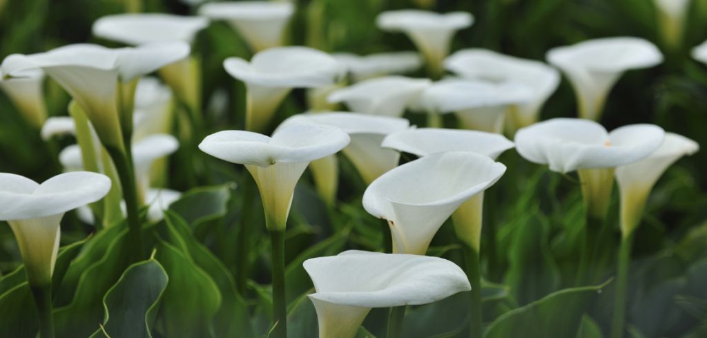Best ways to Grow and Care for Calla Lilies in your garden