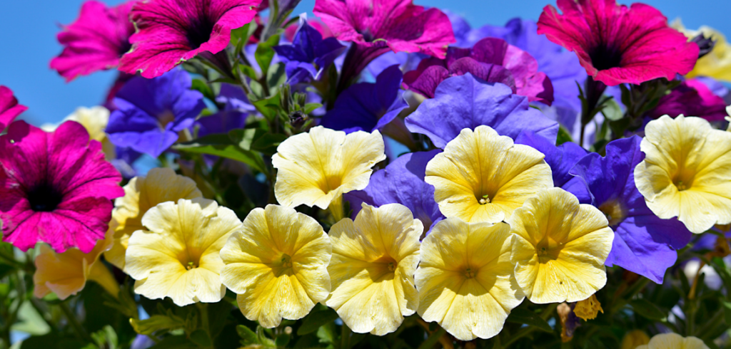 Different Types of petunia