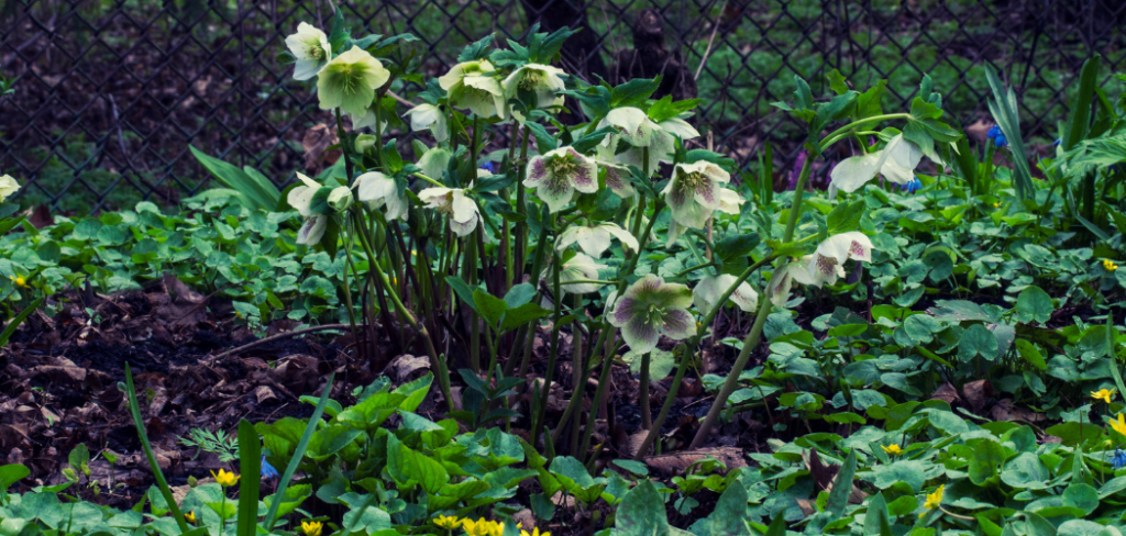 How to Plant Hellebore Flowers in your Garden