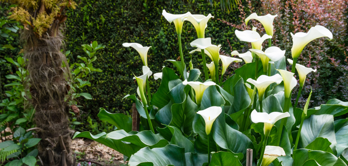 How to care for Calla Lilies