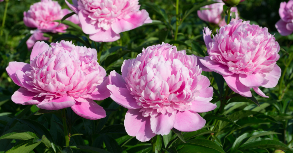 How to care for Peony Flowers