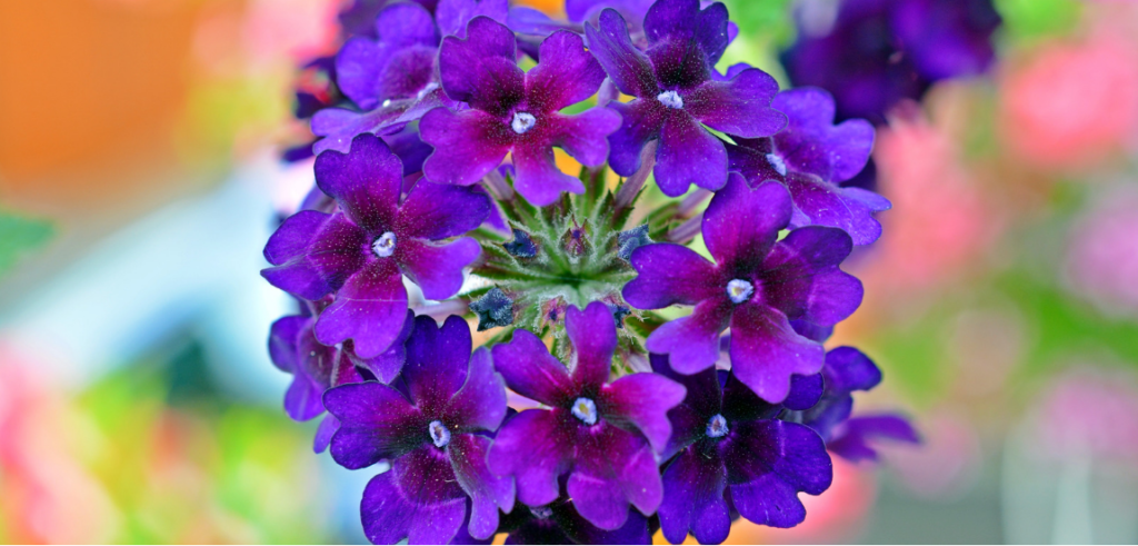 How to care for Verbena Flowers