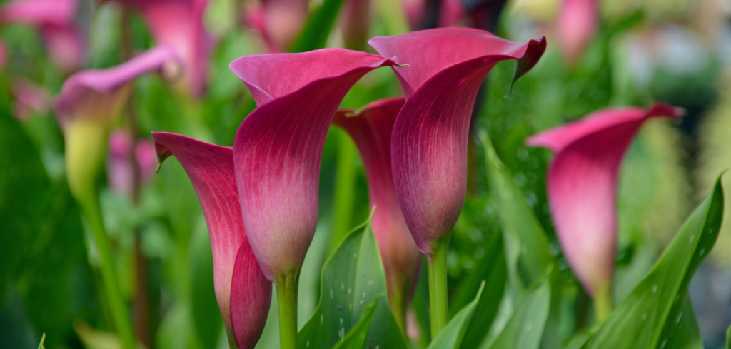 How to plant Calla Lilies