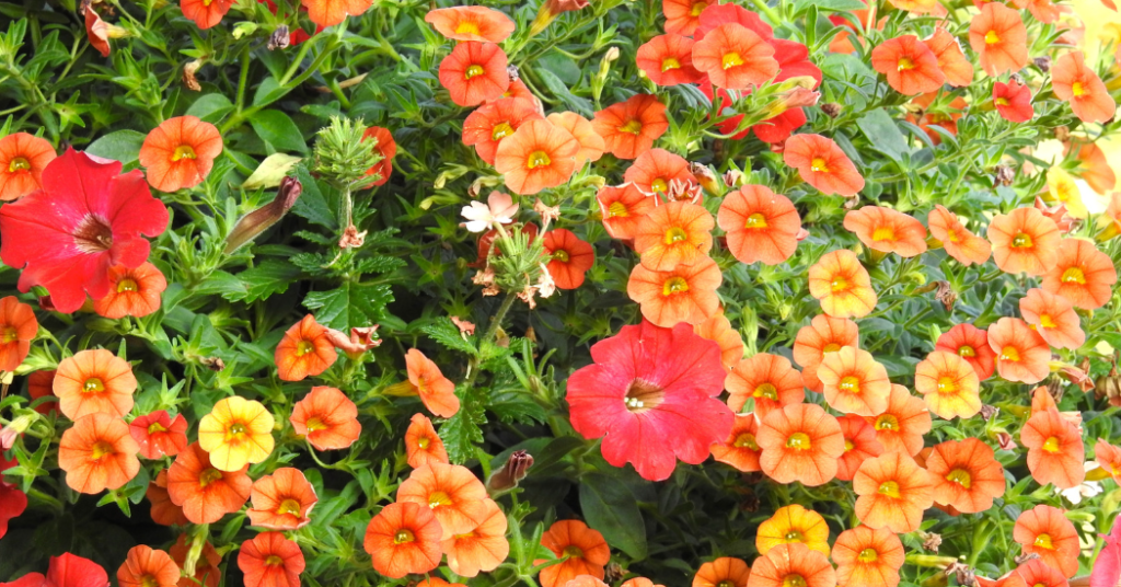 How to plant, Grow and Care for CALIBRACHOA in your Garden