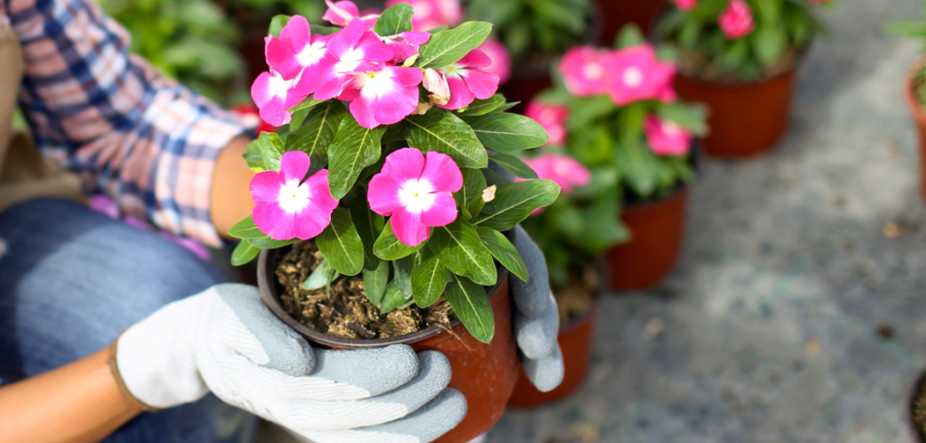 How to plant Petunia in your Garden