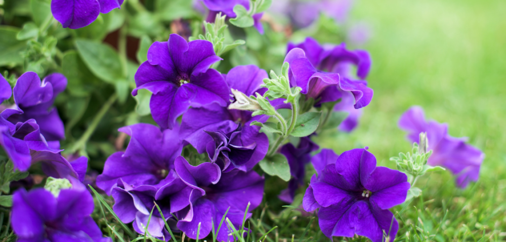 How to plant, grow, and How to care for Petunia Flowers in your garden