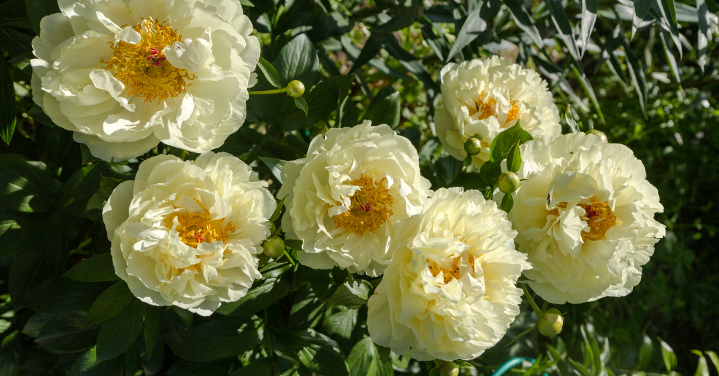 Peonies featured