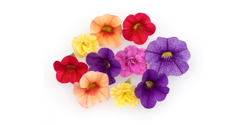 Points to keep in mind while growing calibrachoa