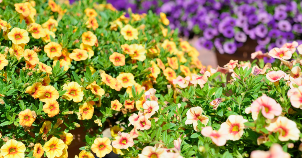 Problems with Calibrachoa and how to solve them