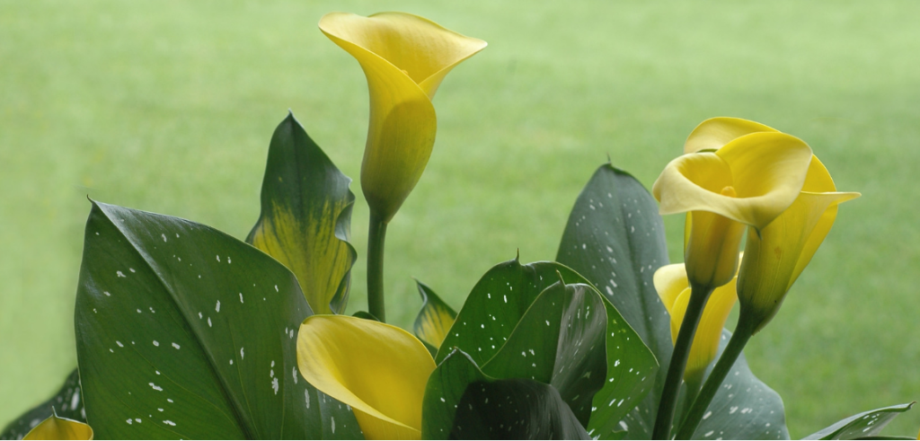 Steps for Planting Calla Lilies in your garden or back yard