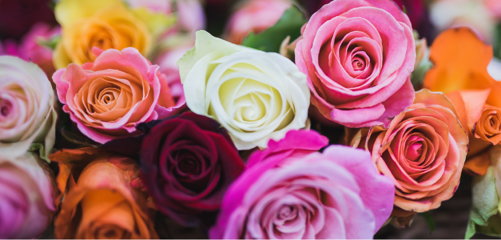 The best 9 types of Roses to grow in your garden
