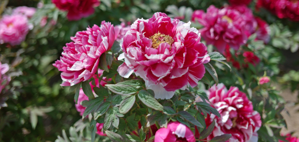 Ways to grow and care for peony flowers