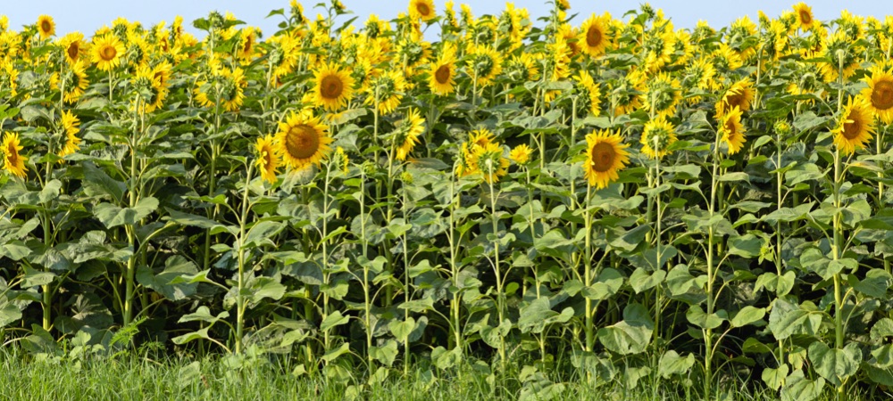 Caring for sunflower