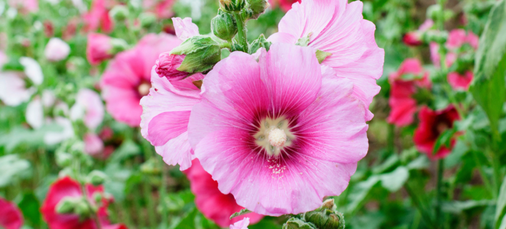 how to grow and care for hollyhocks