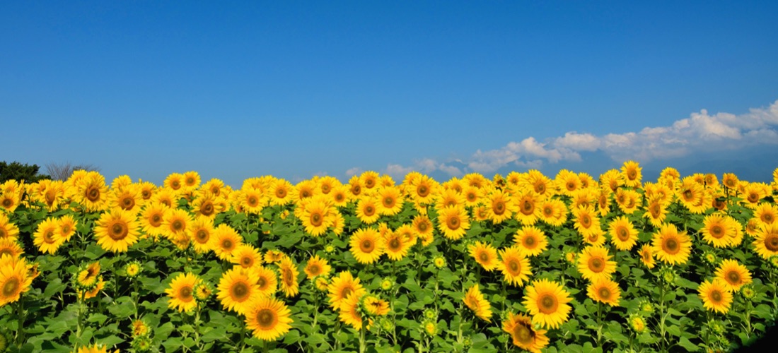 How to grow and care for sunflowers