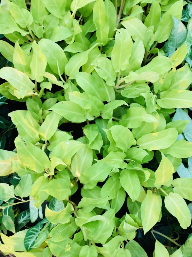 Growing Laurels plant 