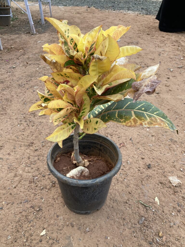 Didonia Plant