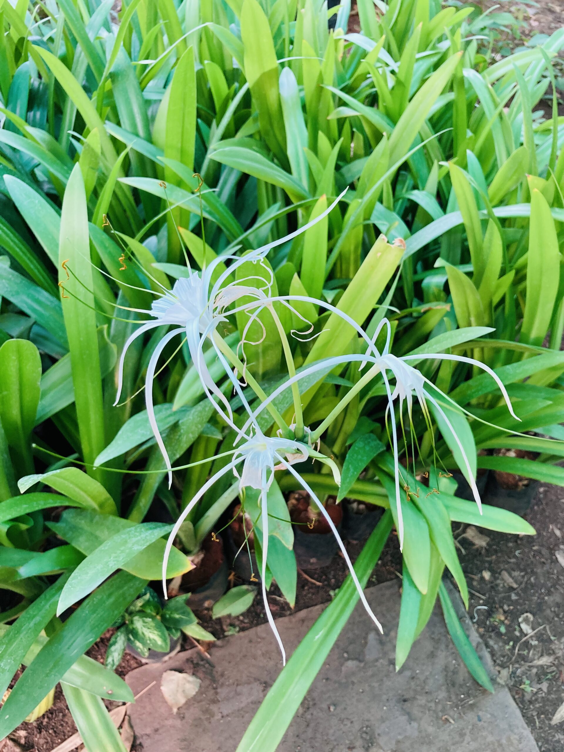 How to care for spider lilies