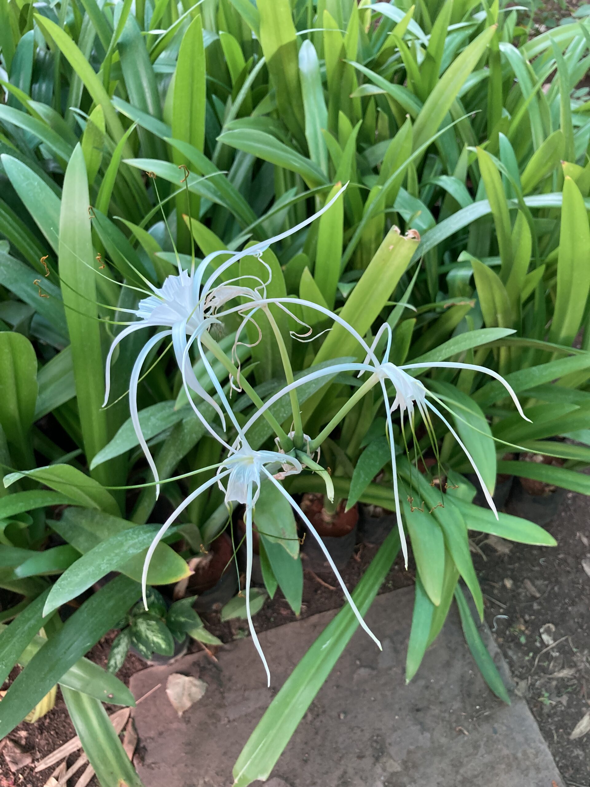 How to grow spider lilies