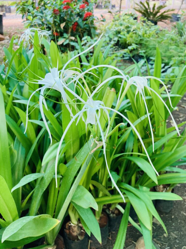 How to Plant, Grow and Care for Spider Lilies?
