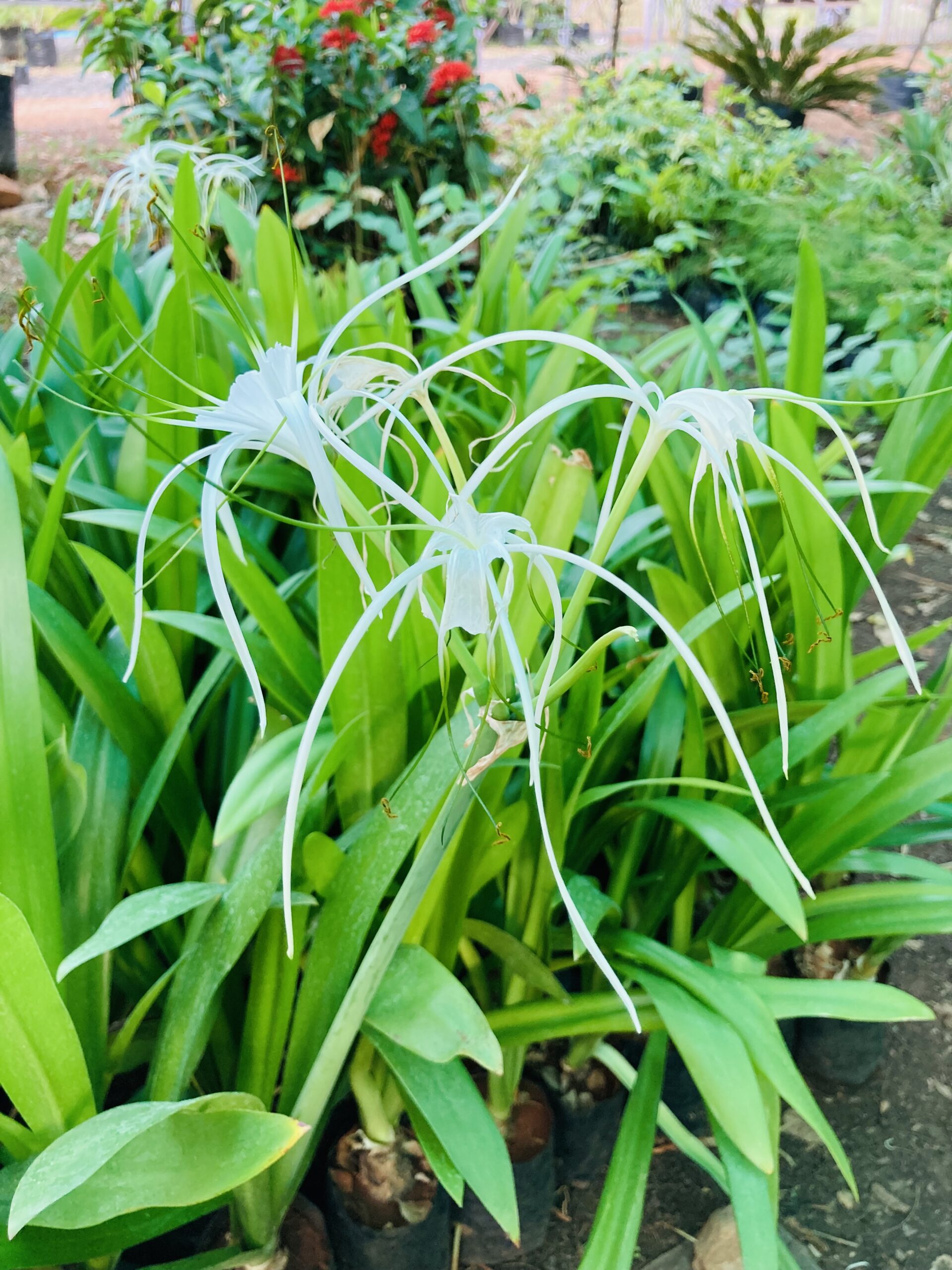 How to plant grow and care for spider lilies