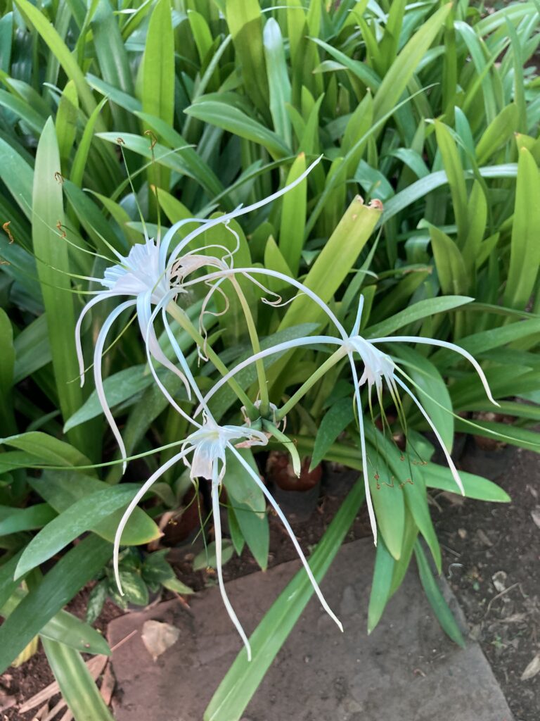 How to plant spider lilies