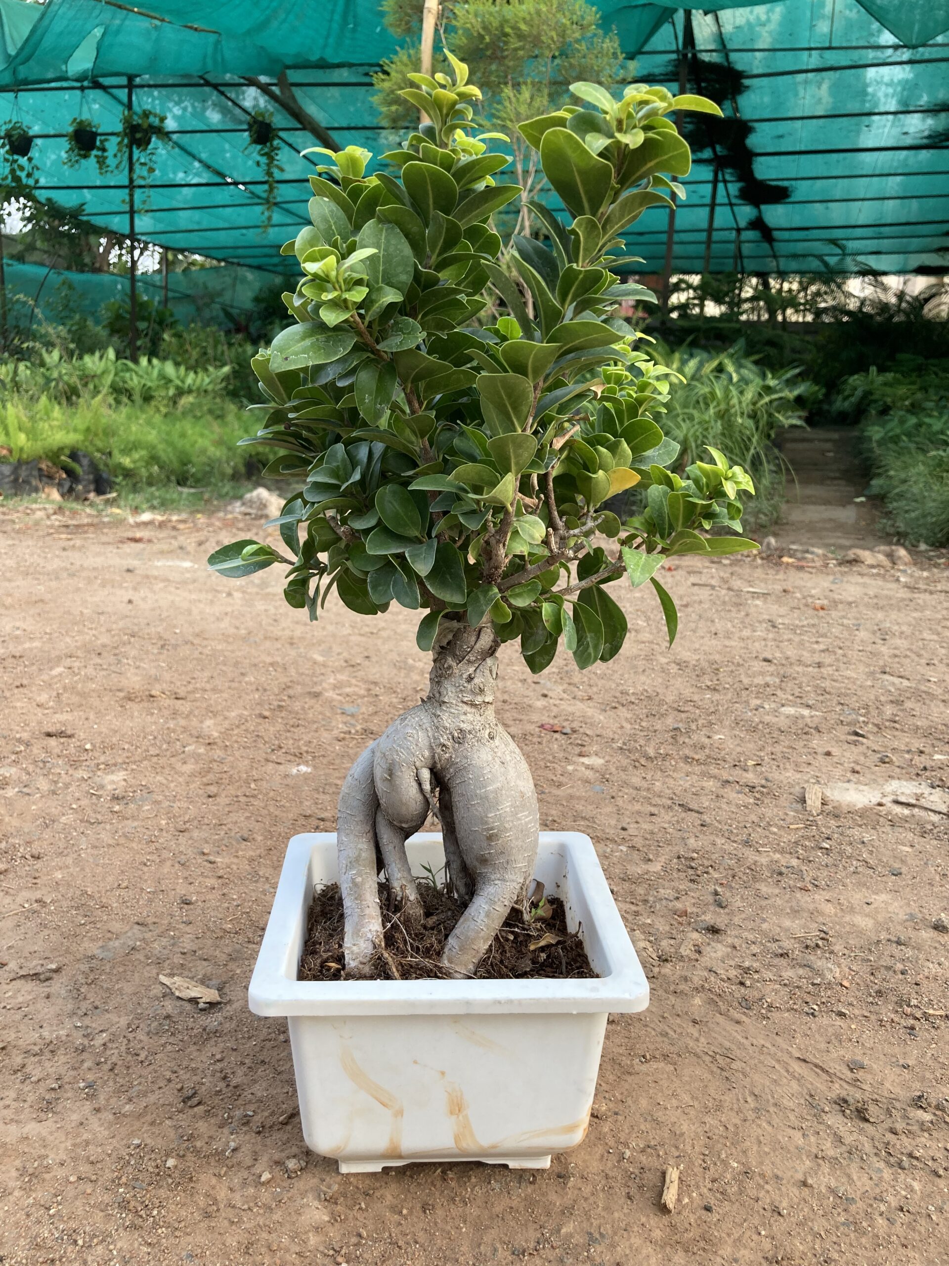 how to care for ficus bonsai