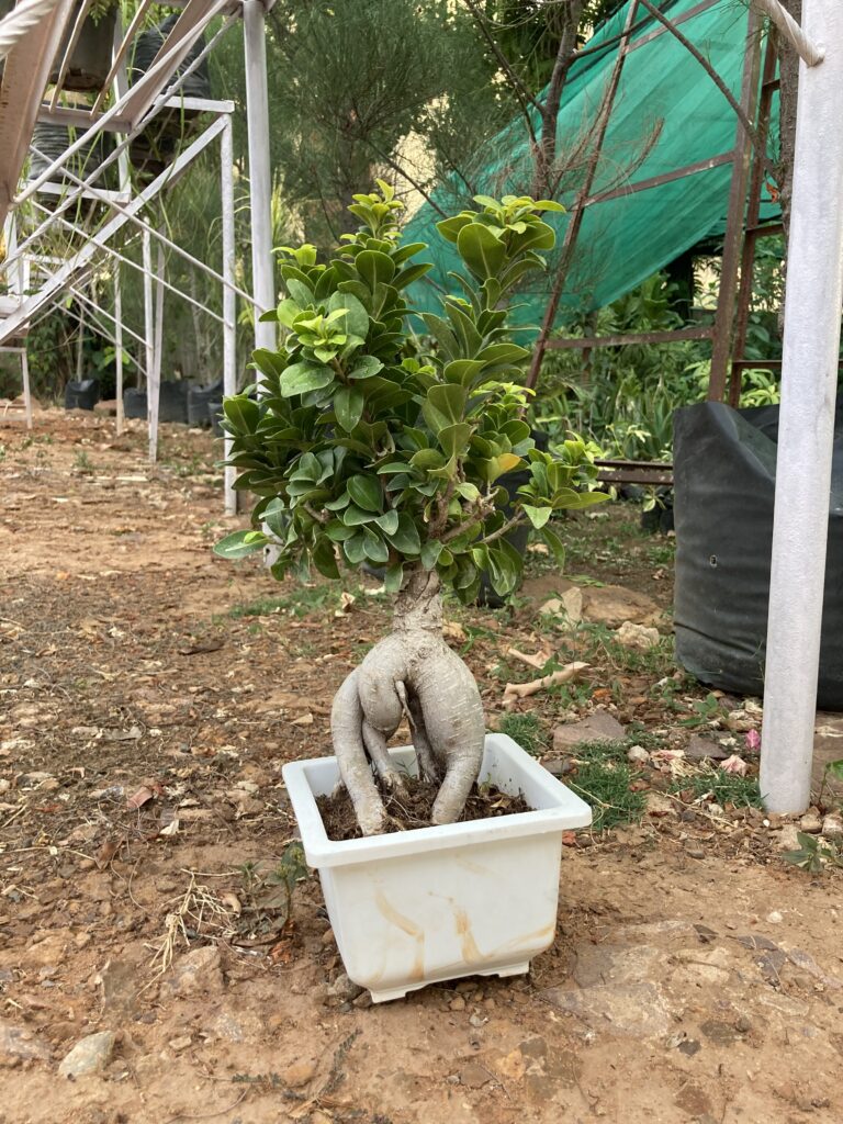 how to grow ficus bonsai