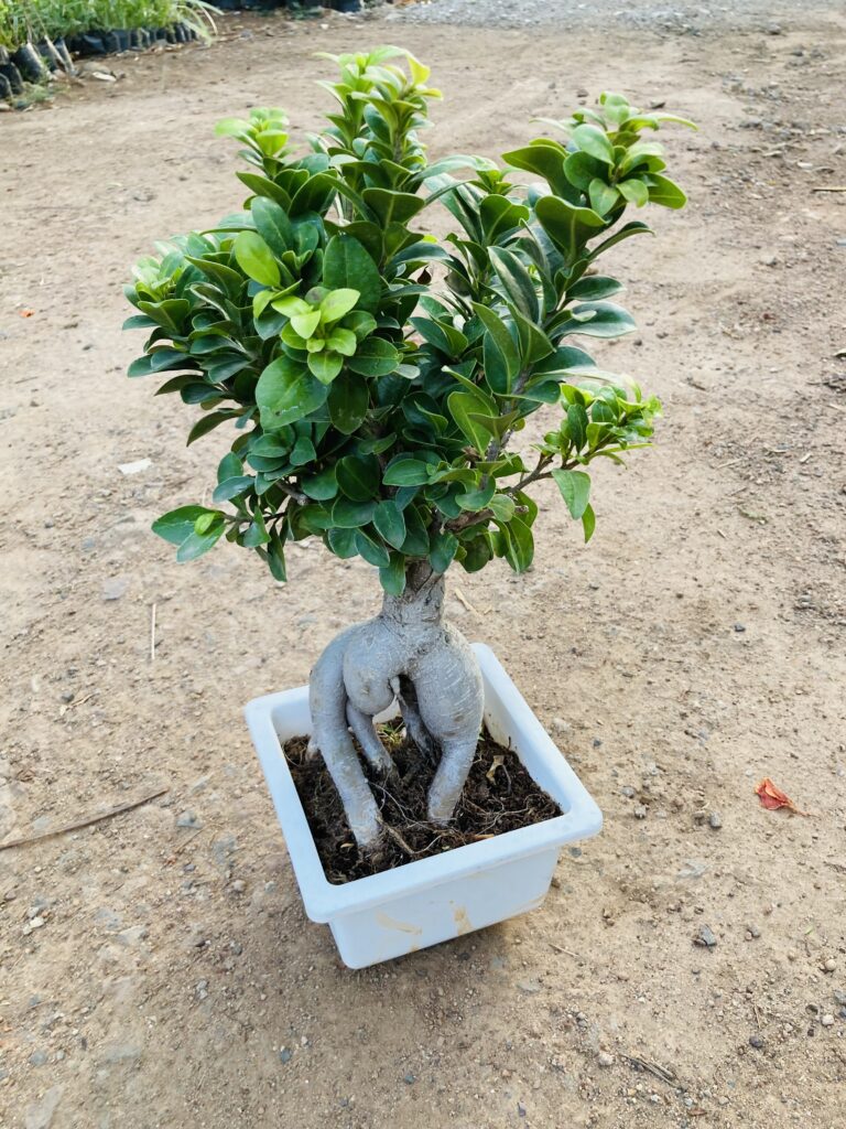 how to plant ficus bonsai