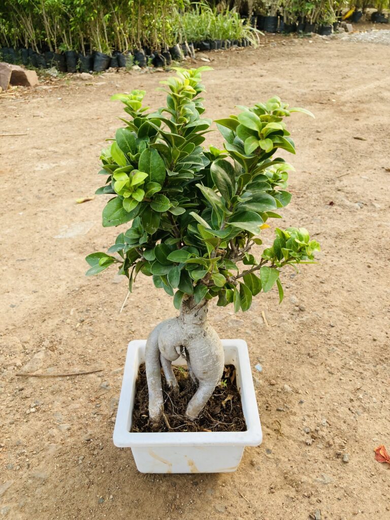 steps to plant ficus bonsai