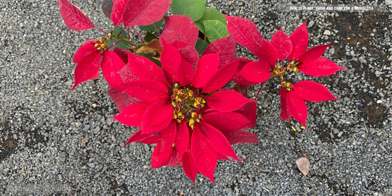 How to Plant, grow and care for a Poinsettia