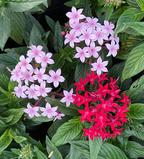 how to plant grow and care for Pentas Lanceolata Featured