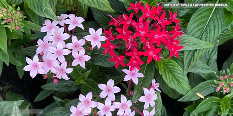 how to plant grow and care for Pentas Lanceolata