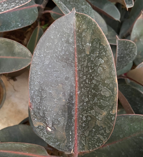 How to Care for and Propagate Your Black Prince Rubber Tree featured