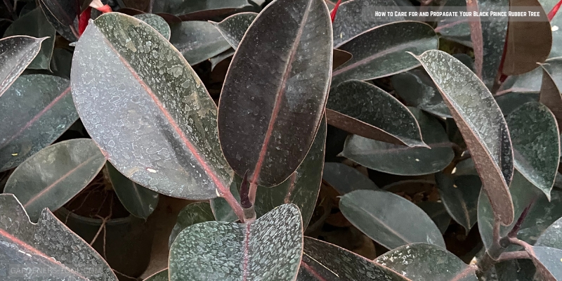 How to Care for and Propagate Your Black Prince Rubber Tree
