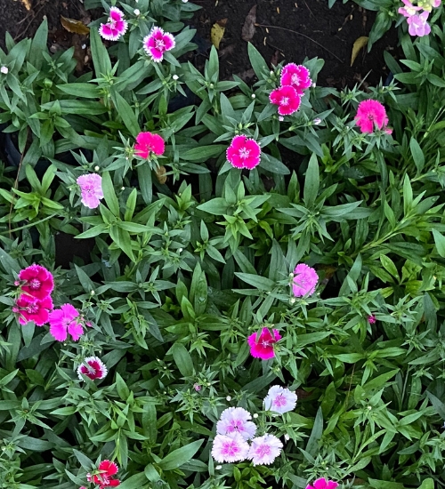 How-to-Grow-and-Care-for-Dianthus-Flowers-featured