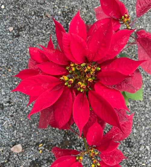 How to Plant, grow and care for a Poinsettia featured