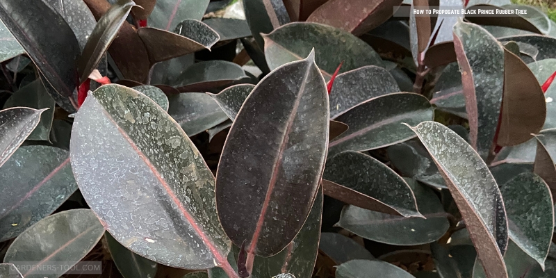 How to Propogate Black Prince Rubber Tree