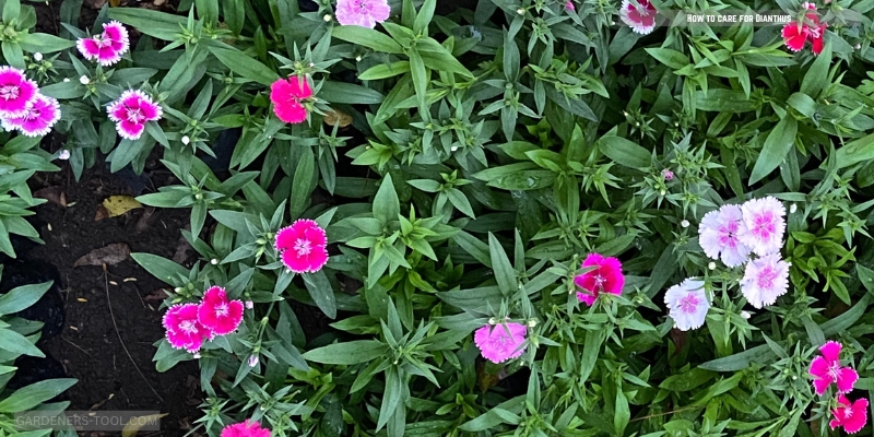 How to care for Dianthus