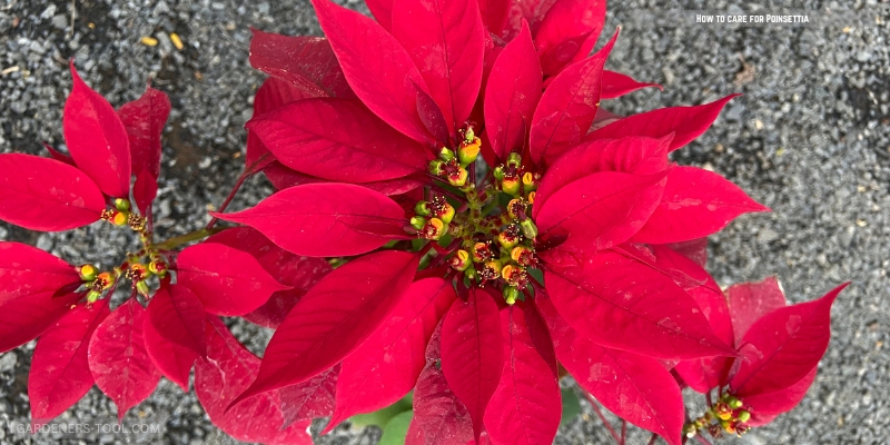 How to Plant, grow and care for a Poinsettia
