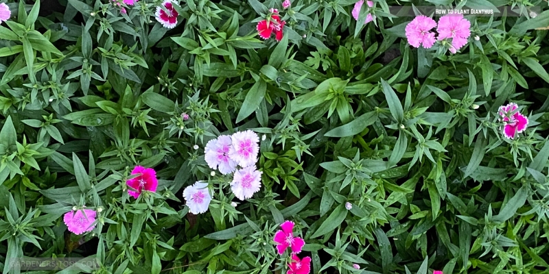 How to plant Dianthus